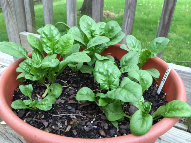 Как выращивать шпинат из семян - полезные советы для успешного посева и ухода