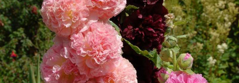 Фото и описание штока розы – непередаваемая красота этого цветка во всей своей многогранности
