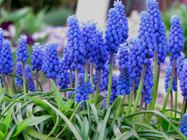 Романтическая коллекция фото синих цветов - узнайте имена и узоры на популярных синих растениях