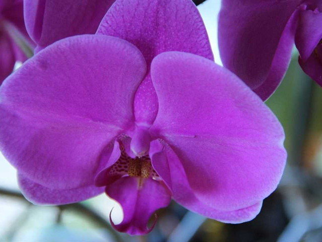 Идеальные фотографии сиреневой орхидеи - узнайте об удивительной красоте растения