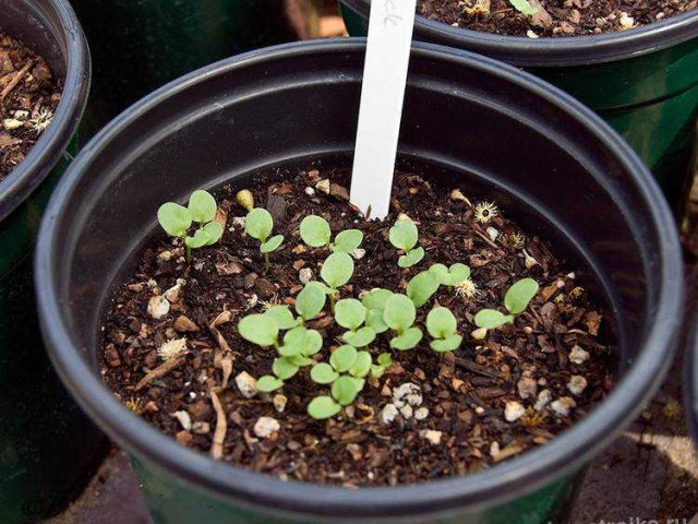 Как успешно вырастить скабиозу из семян в собственном саду - полезные советы и рекомендации