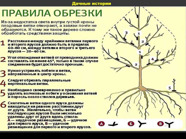 Скелетные ветви - что это такое и как они влияют на здоровье деревьев?