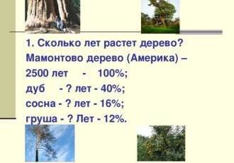 Узнайте, сколько лет и насколько высоко растет дуб - важные сведения о росте этого древесного гиганта