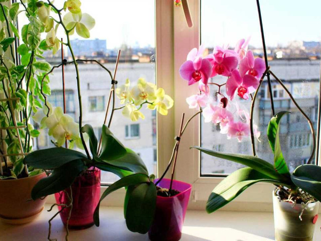 Как долго цветет орхидея в домашних условиях и как обеспечить ей оптимальные условия для длительного и яркого цветения