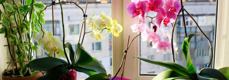 Как долго цветет орхидея в домашних условиях и как обеспечить ей оптимальные условия для длительного и яркого цветения