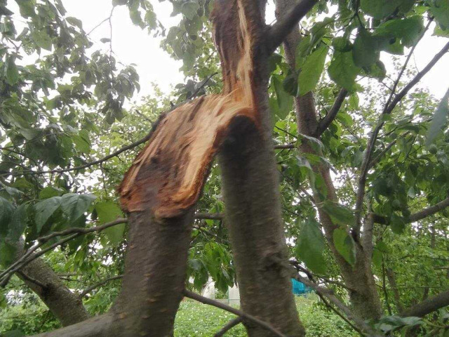 Сломалась ветка яблони - как правильно обработать повреждение и спасти дерево