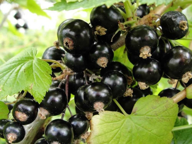 Смородина селеченская 2 - новейшие сорта, высокие урожаи и полезные свойства ягоды