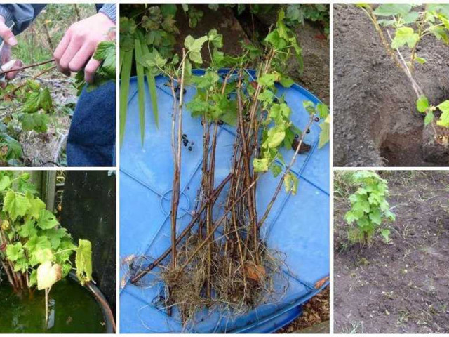 Смородина - выращивание и уход в саду, полезные советы и рекомендации, секреты урожайности и здоровья растения