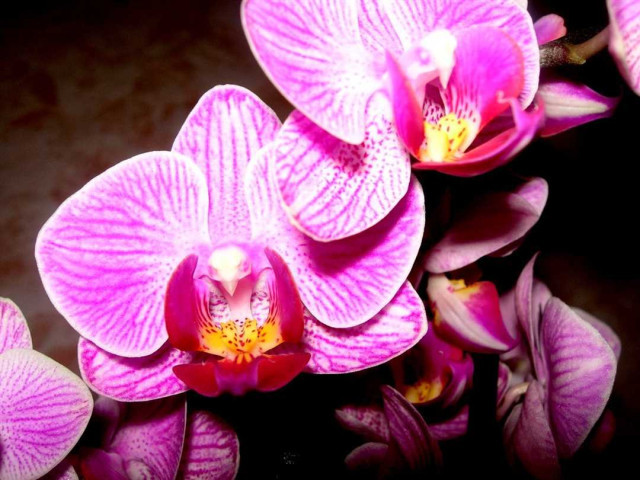 Свежая фаленопсис во всей красе - секреты и рекомендации по уходу за этим великолепным орхидеями!