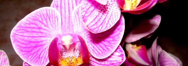 Свежая фаленопсис во всей красе - секреты и рекомендации по уходу за этим великолепным орхидеями!