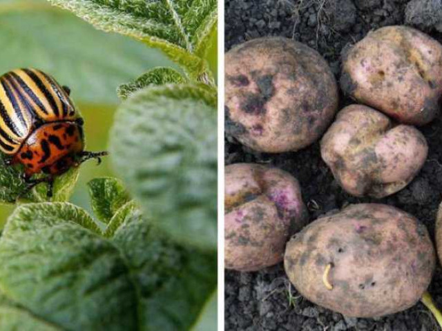 Выращивание уникального сорта картофеля, устойчивого к атакам колорадского жука