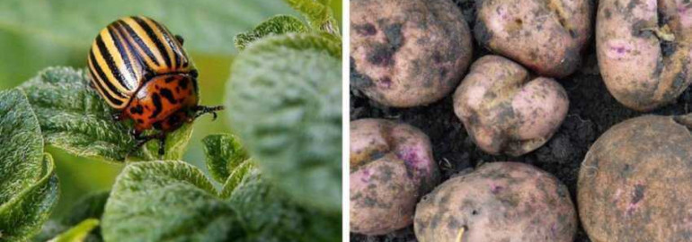 Выращивание уникального сорта картофеля, устойчивого к атакам колорадского жука