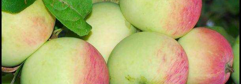 Сорт яблок анис - фото, описание, особенности выращивания и ухода