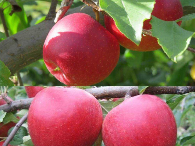 Самый крупный и вкусный сорт яблок - богатырь - фото и подробное описание