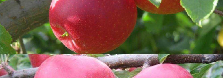 Самый крупный и вкусный сорт яблок - богатырь - фото и подробное описание