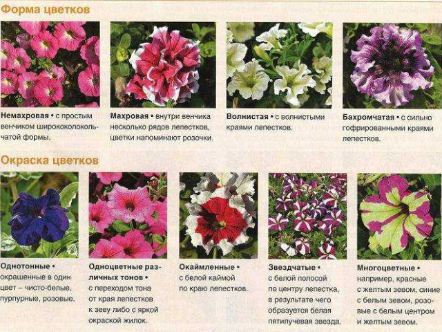 Лучшие сорта петунии с названиями и фото - узнайте, какие цветы выбрать для вашего сада!