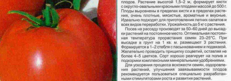 Лучшие сорта помидоров - фото и подробные описания для успешного выращивания