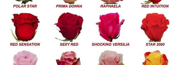 Разнообразие видов и разновидностей роз - фото и названия сортов для любителей цветов