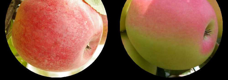 Изысканные сорта яблок с фото, названием и подробным описанием, которые покорят вас своим вкусом и внешним видом!