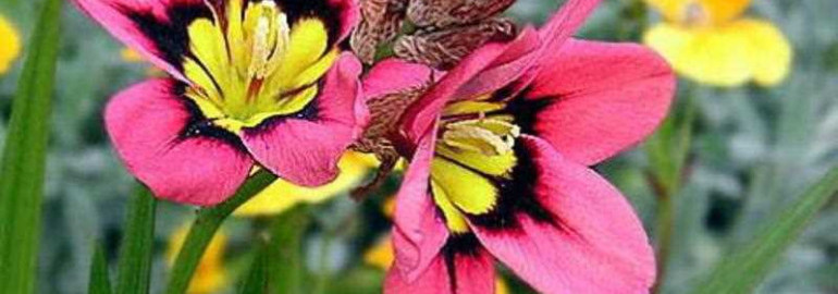 Спараксис - выращивание и уход в саду, основные секреты успеха, фото прекрасных экземпляров