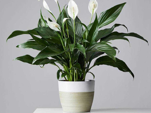 Спатифиллум - воздухоочищающий цветок, прекрасный декор и гордость садоводов