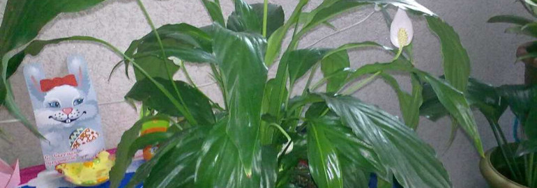 Спатифиллум с мелкими листьями - идеальное растение для создания зелени в интерьере