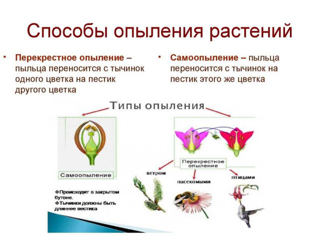 Изучаем способы опыления тюльпанов - ручное опыление, ветровое опыление и применение насекомых