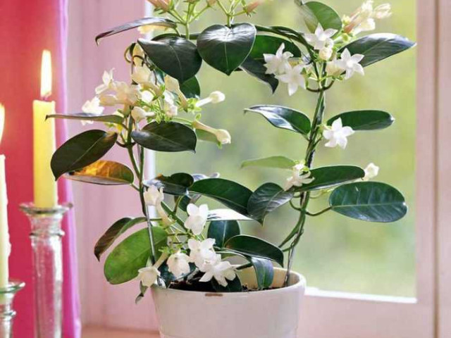 Стефанотис - правила ухода и выращивания в домашних условиях для красивого и здорового растения