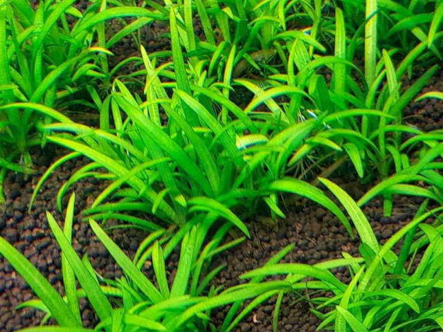 Стрелолист - популярное аквариумное растение - особенности ухода, размножение и полезные советы для аквариумистов