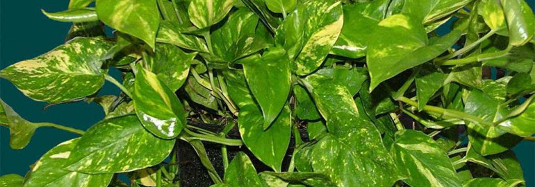 Сциндапсус золотистый - фото, описание и советы по уходу за этим экзотическим растением