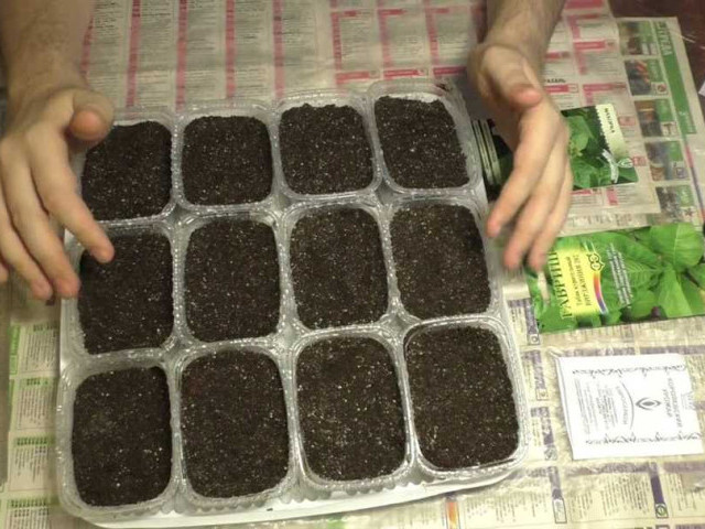 Как вырастить табак из семян в домашних условиях - пошаговая инструкция для начинающих!