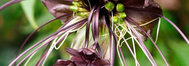 Тайна прекрасной черной орхидеи - уникальность и красота в одном цветке