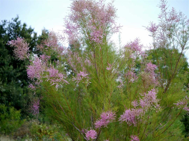 Пышнокустовая розовая каскадная тамарикс – культурное древесное растение с необычной окраской листьев