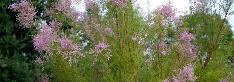 Пышнокустовая розовая каскадная тамарикс – культурное древесное растение с необычной окраской листьев