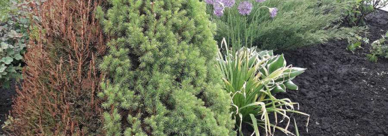 Теневыносливые хвойные растения для создания таинственного атмосферного уголка в саду