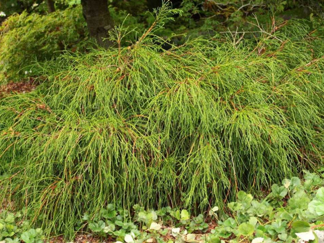 Эффектные особенности Thuja occidentalis whipcord - отличительные черты и способы ухода за растением