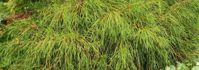 Эффектные особенности Thuja occidentalis whipcord - отличительные черты и способы ухода за растением