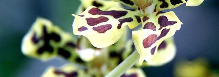 Идеальное фото тигровой орхидеи - узнайте, как запечатлеть красоту этого экзотического цветения