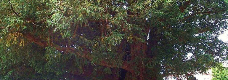 Тис – дерево с древней родословной, описанное в Википедии