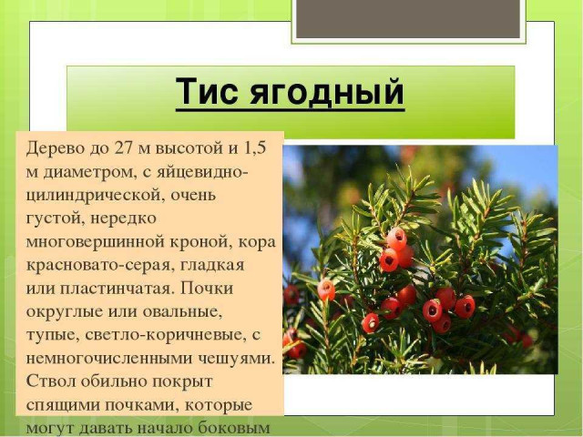 Тис ягодный - уникальное декоративное растение для вашего сада - описание и фото