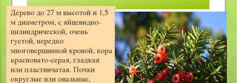 Тис ягодный - уникальное декоративное растение для вашего сада - описание и фото