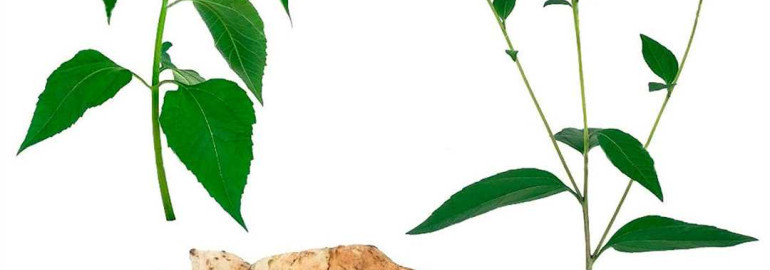 Топинамбур - свойства, применение и польза корня топинамбура для здоровья и красоты. Отличительные особенности растения, рецепты приготовления и способы использования для нормализации обмена веществ и похудения