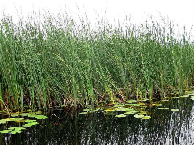Трава в пруду – пленительное воплощение природной красоты и умиротворения