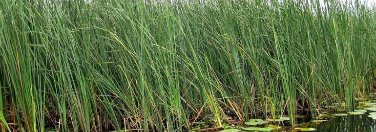 Трава в пруду – пленительное воплощение природной красоты и умиротворения