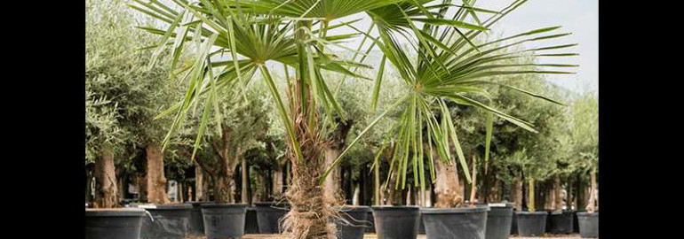 Трахикарпус форчуна - прекрасное растение с шикарными фотографиями для вдохновляющего интерьера
