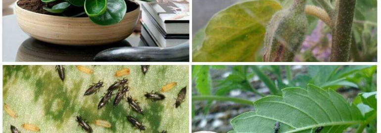 Способы лечения трипсов, которые грозят вашим комнатным растениям