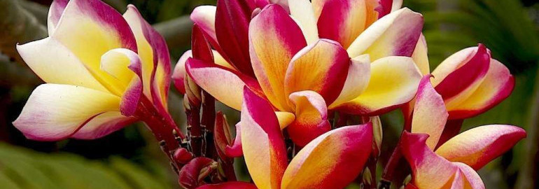 Изумительные тропические цветы - фото, названия и особенности этих экзотических растений