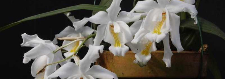 Целогина кристата - красивое растение с фотографиями и описанием