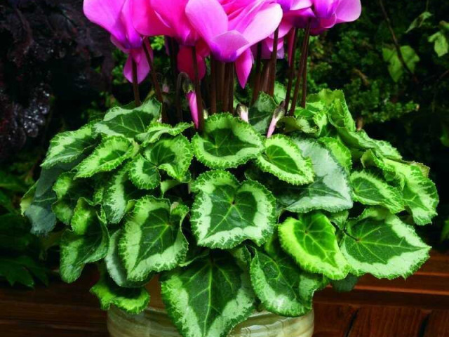 Все, что вы хотели знать о цикламене - растение с легендарной красотой и исключительными свойствами!