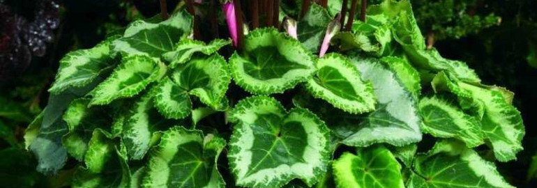 Все, что вы хотели знать о цикламене - растение с легендарной красотой и исключительными свойствами!